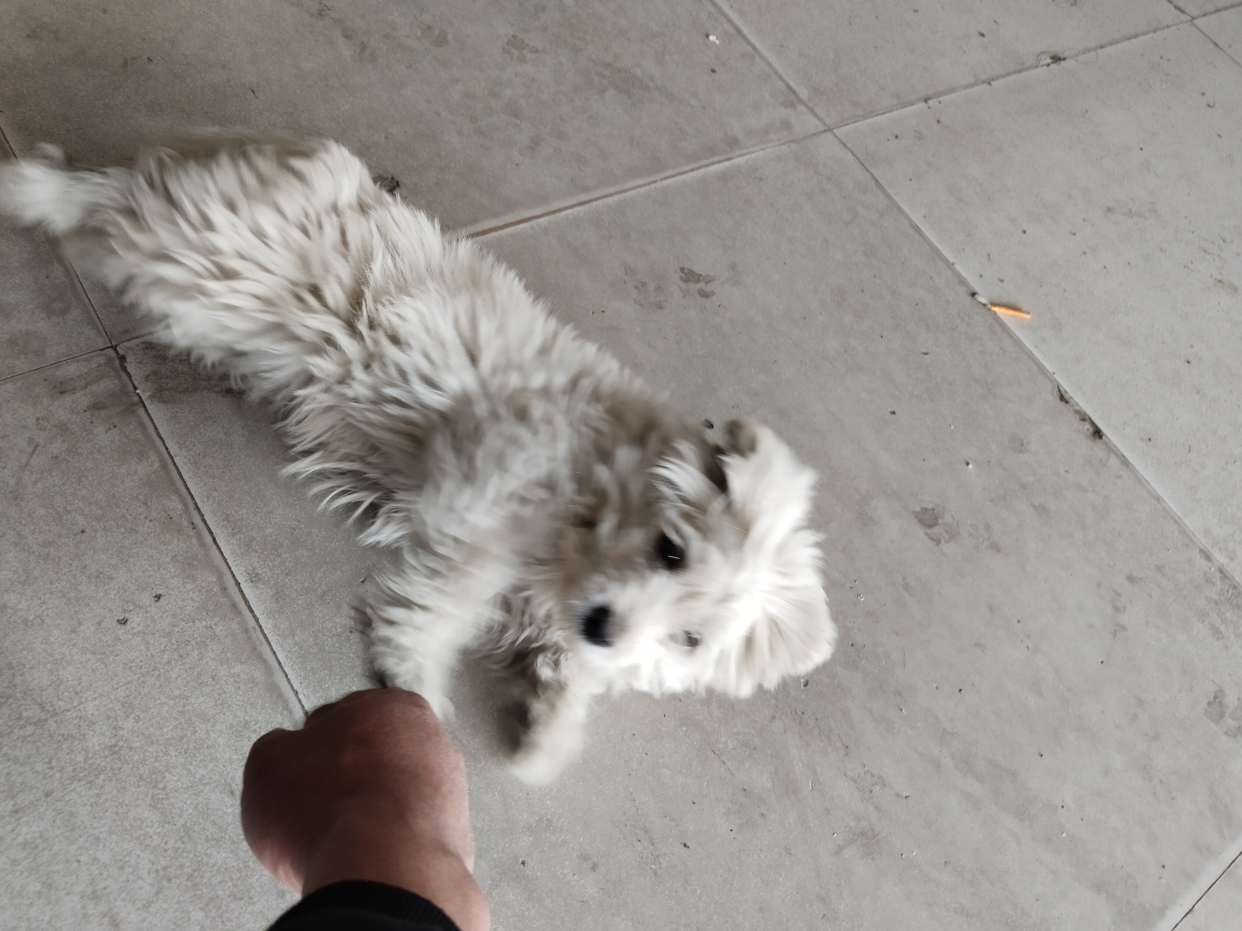 比熊